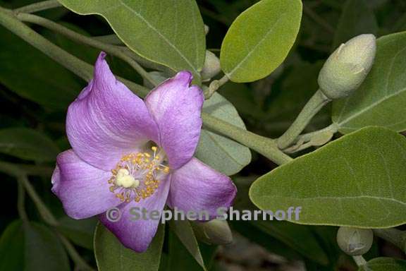 lagunaria patersonii 4 graphic